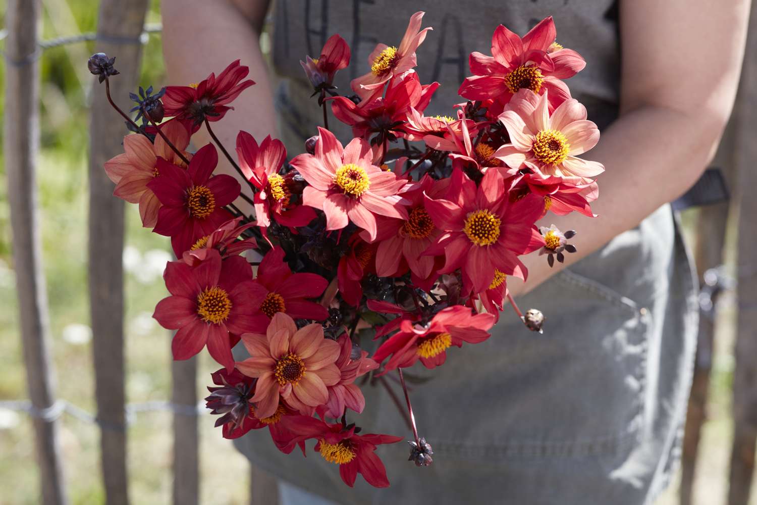 Daalia 'Schippers Bronze'